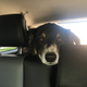 The pupper likes the 4Runner, especially with the back window down!